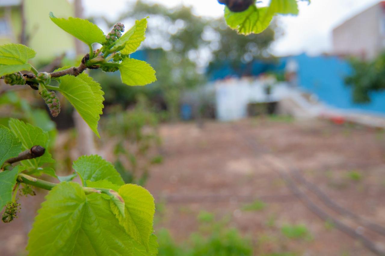 La Huerta De Manuel Villa Tejina Ngoại thất bức ảnh